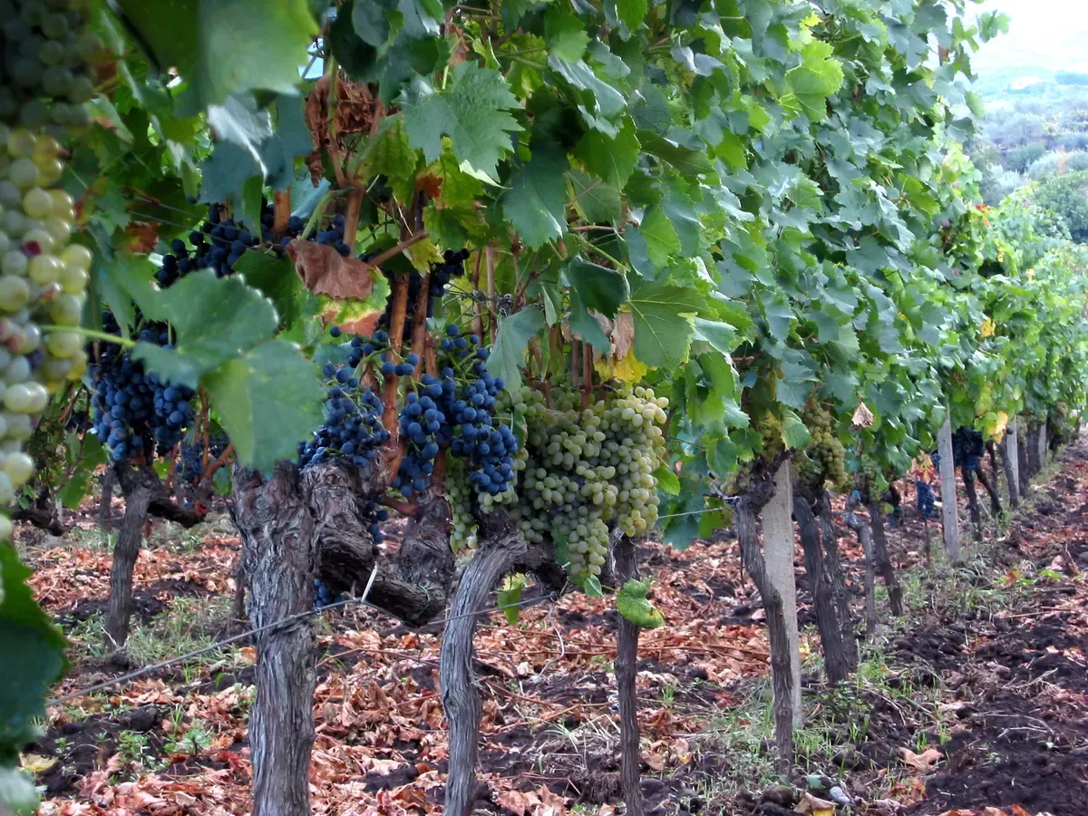 A mixed vineyard at Passopisciaro on Etna's north slope, visited on Mount Etna wine tours from Taormina, Sicily